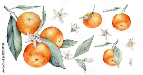 Set of mandarin branches with green leaves and flower. Hand drawn tangerines isolated background. Watercolor clipart illustrations. collection of citrus fruits. orange botanical painting photo