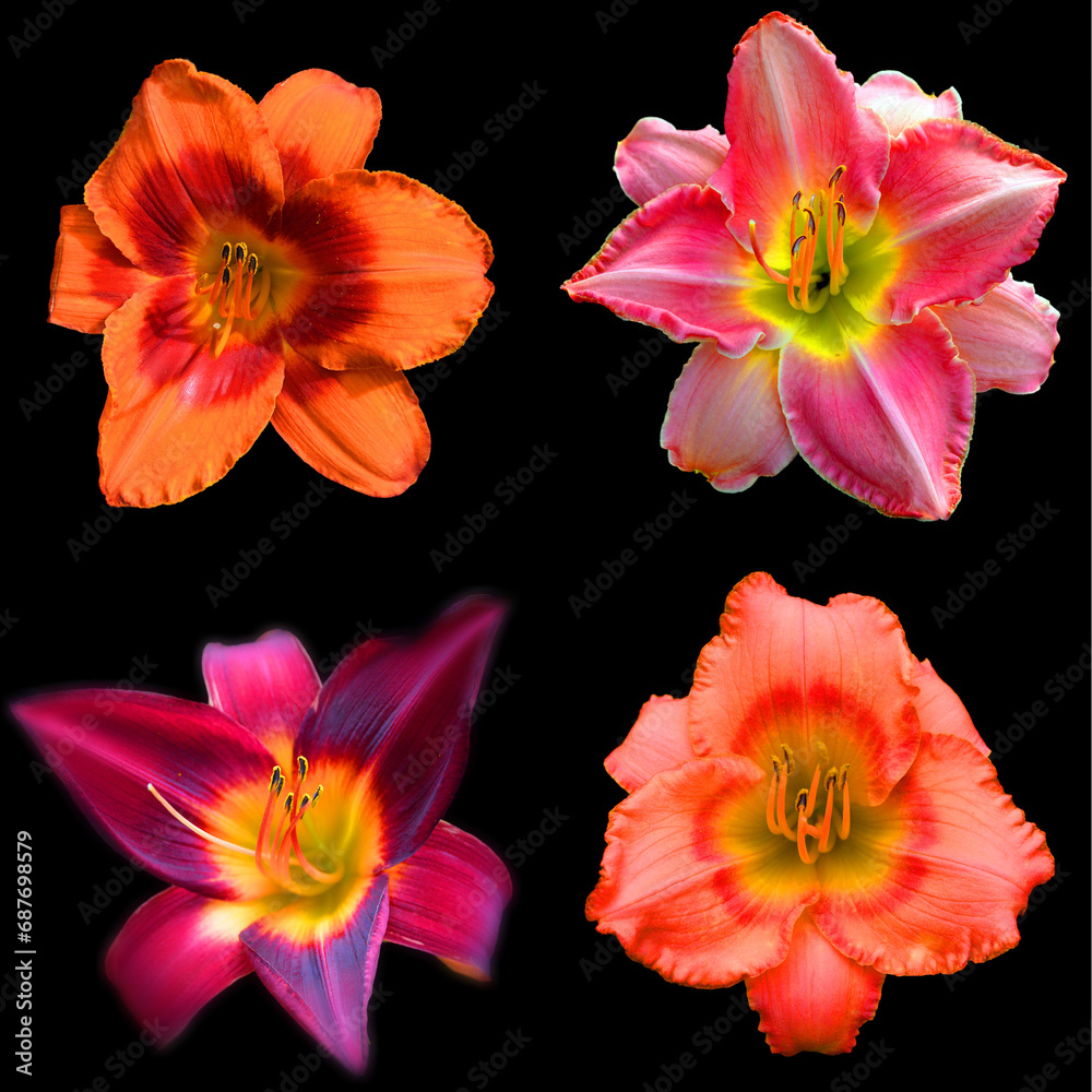 Amaryllis is the only genus in the subtribe Amaryllidinae (tribe Amaryllideae). It is a small genus of flowering bulbs, with two species.