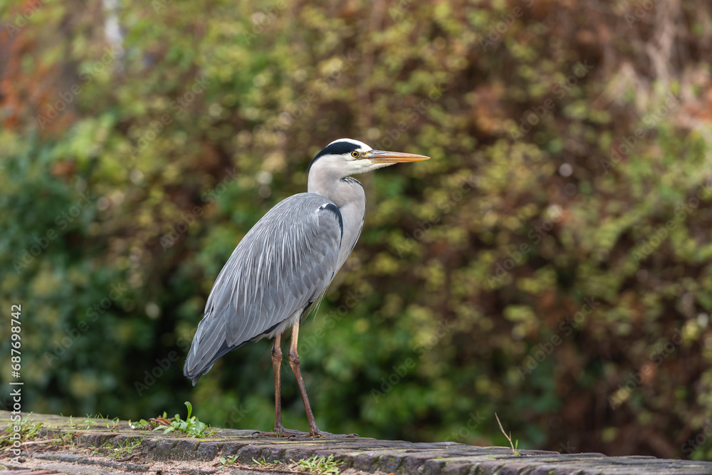 An adult gray heron (Ardea cinerea) in breeding plumage against a background of autumn An adult gray heron (Ardea cinerea) in breeding plumage against a background of autumn