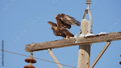 Golden Eagle taking flight from a telephone pole in the Utah desert flying in slow motion.