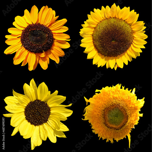 Sunflower is an annual plant native to the Americas. It possesses a large inflorescence, and its name is derived from the flower's shape and image which is often used to depict the sun
 photo