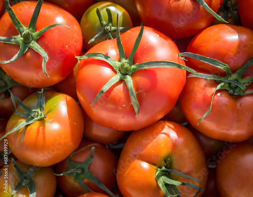 Full frame shot of tomatoes © Tim Bird