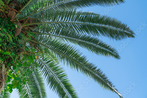 Fototapeta Naklejka Na Ścianę i Meble -  palm trees against a blue sky with clouds