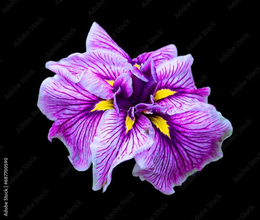 Iris is a genus of about 260–300 species of flowering plants howy flowers. It takes its name from the Greek word for a rainbow, which is also the name for the Greek goddess iris