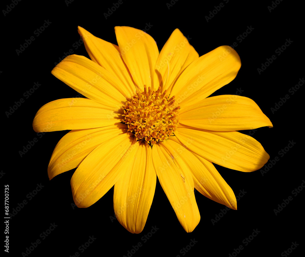 Obraz premium Rudbeckia are commonly called coneflowers and black-eyed-susans; all are native to North America and many species are cultivated in gardens for their showy yellow or gold flower