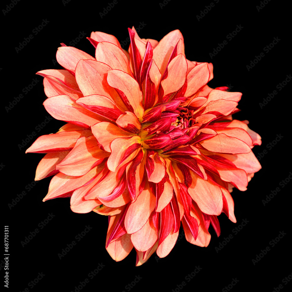 Dahlia is a genus of bushy, tuberous, perennial plants native to Mexico, Central America, and Colombia. There are at least 36 species of dahlia, some like D. imperialis up to 10 metres tall.
Dahlia is a genus of bushy, tuberous, perennial plants native to Mexico, Central America, and Colombia. There are at least 36 species of dahlia, some like D. imperialis up to 10 metres tall.