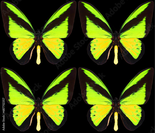 Black yellow green butterfly on white background photo