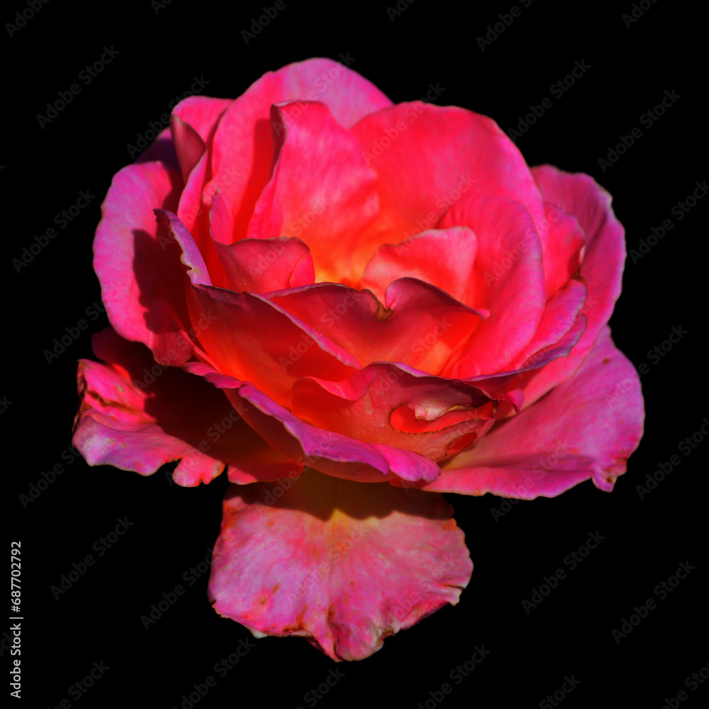 A rose is a woody perennial flowering plant of the genus Rosa, in the family Rosaceae, or the flower it bears. There are over a hundred species and thousands of cultivars.