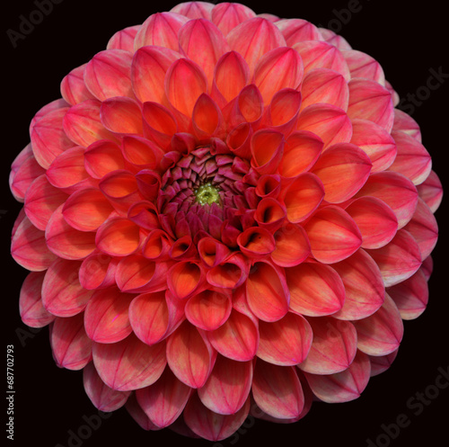 Dahlia is a genus of bushy  tuberous  perennial plants native to Mexico  Central America  and Colombia. There are at least 36 species of dahlia