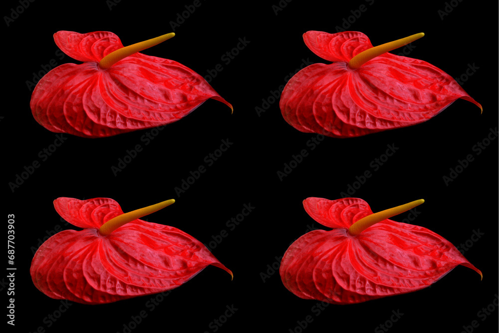 Fototapeta premium Anthuriu Schott is a genus of about 1000 species of flowering plants, the largest genus of the arum family, Araceae include anthurium, tailflower, flamingo flower and laceleaf
