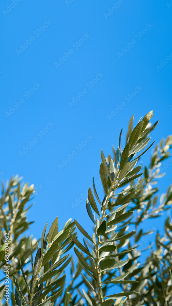 Vertical banner with olive tree branches against clear blue sky, copy space for concept in the center of the frame, splash screen idea Vertical banner with olive tree branches against clear blue sky, copy space for concept in the center of the frame, splash screen idea