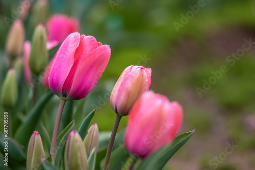 チューリップの花　春のイメージ