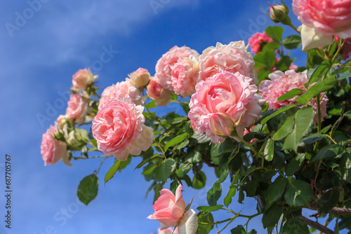 薔薇の花