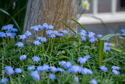 ハナニラの花　春のイメージ