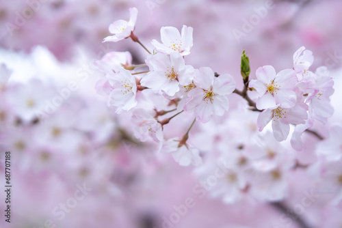 桜の花　春のイメージ