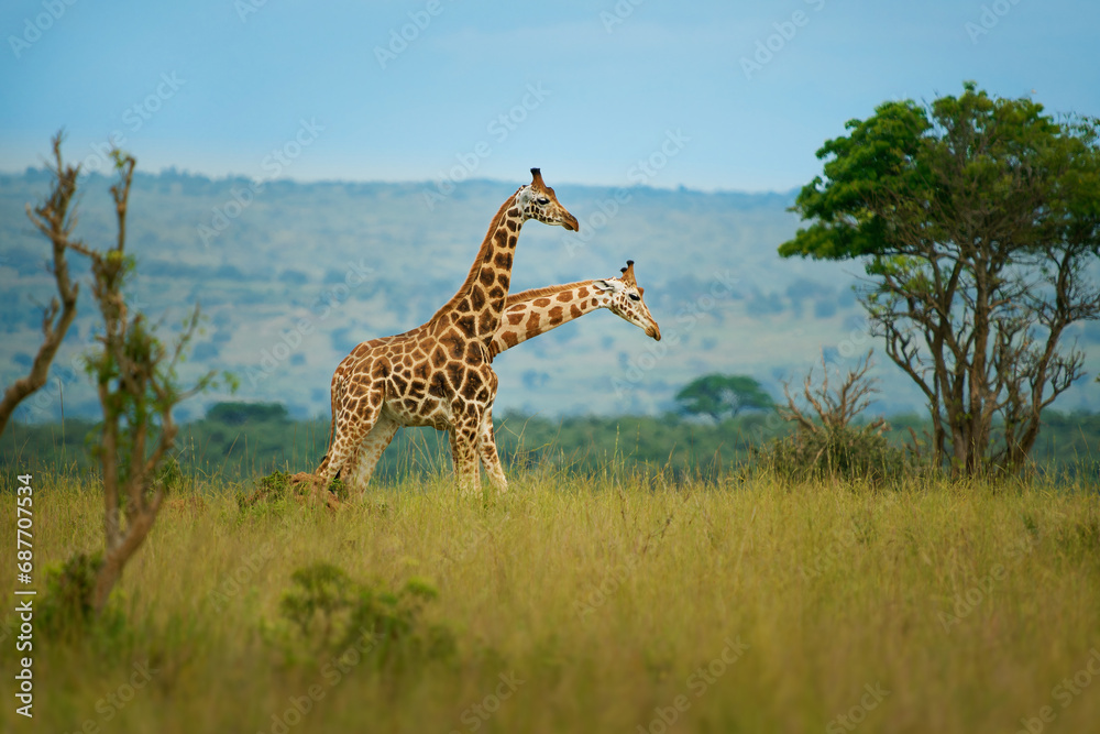 Obraz premium Rothschild's giraffe - Giraffa camelopardalis rothschildi subspecies of the Northern giraffe, also Baringo or Nubian or as the Ugandan giraffe, portrait of long neck mammal from Africa in herd