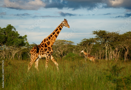Rothschild's giraffe - Giraffa camelopardalis rothschildi subspecies of the Northern giraffe, also Baringo or Nubian or as the Ugandan giraffe, portrait of long neck mammal from Africa in herd photo