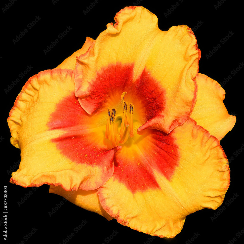 Amaryllis is the only genus in the subtribe Amaryllidinae (tribe Amaryllideae). It is a small genus of flowering bulbs, with two species. Amaryllis is the only genus in the subtribe Amaryllidinae (tribe Amaryllideae). It is a small genus of flowering bulbs, with two species.