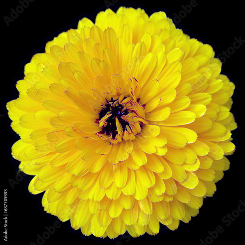 Coreopsis is a genus of flowering plants in the family Asteraceae. Common names include calliopsis and tickseed  a name shared with various other plants.