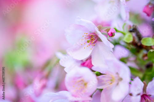 桜の花 華やかな春のイメージ