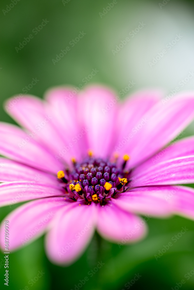 デイジーの花 春のイメージ デイジーの花 春のイメージ