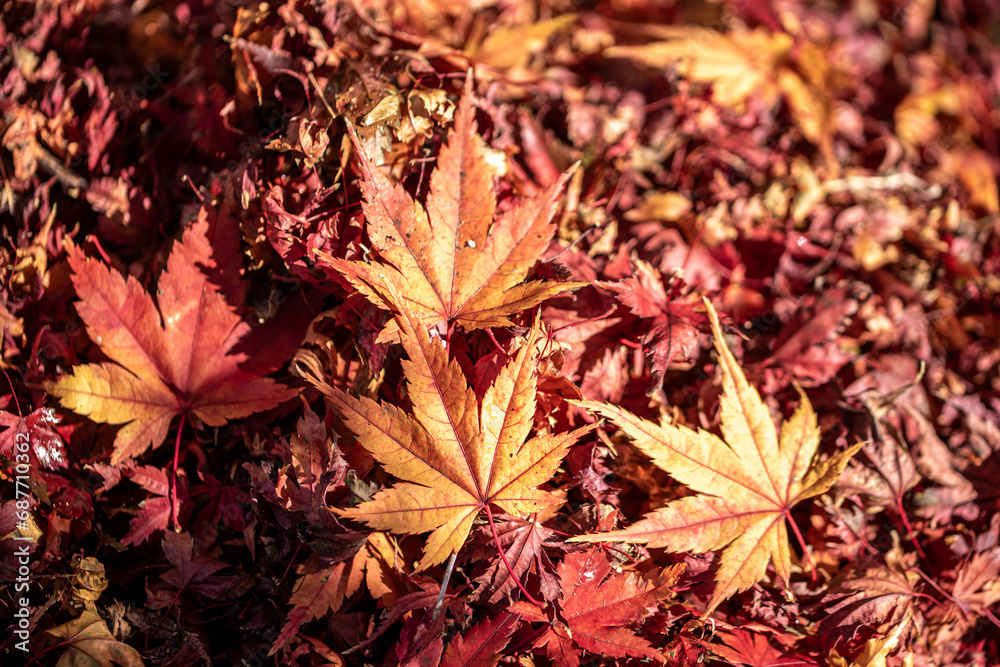 紅葉 秋のイメージ 紅葉 秋のイメージ