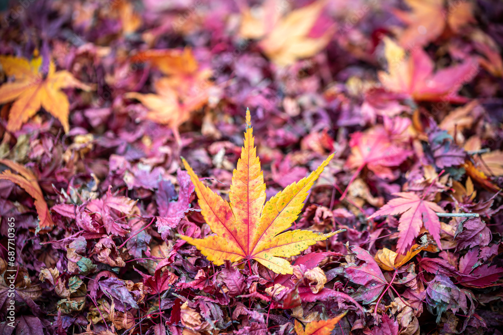 紅葉　秋のイメージ