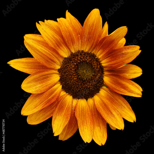 Sunflower is an annual plant native to the Americas. It possesses a large inflorescence, and its name is derived from the flower's shape and image which is often used to depict the sun photo