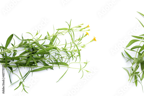 Fresh tarragon on white background.