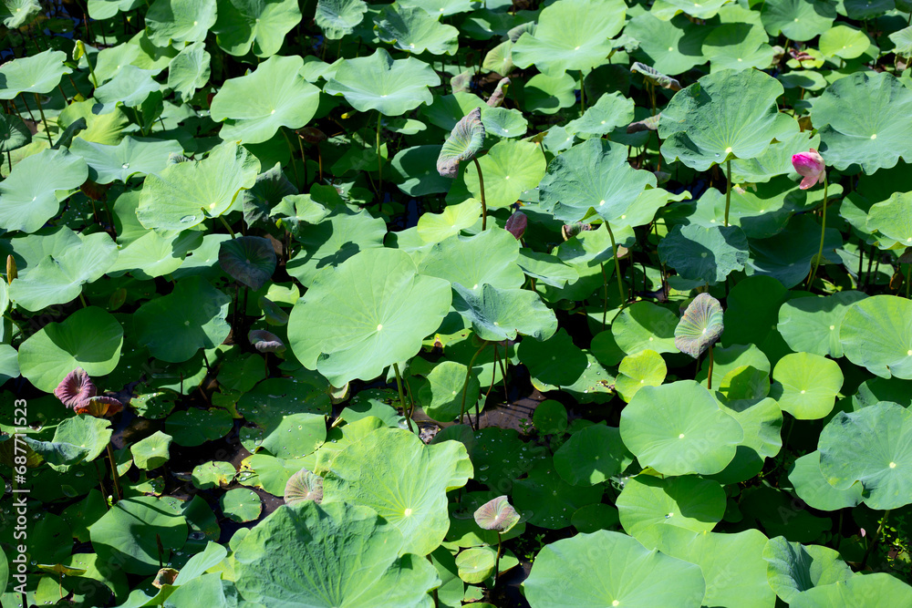 Beautiful green leaves of lotus flower in pond Beautiful green leaves of lotus flower in pond