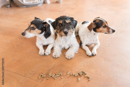 Three obedient dogs make room in anticipation of food - Jack Russell Terrier