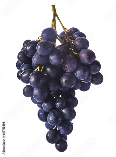 Fresh organic Blue Grape isolated