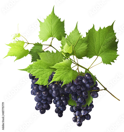Fresh organic Blue Grape falling in the air isolated