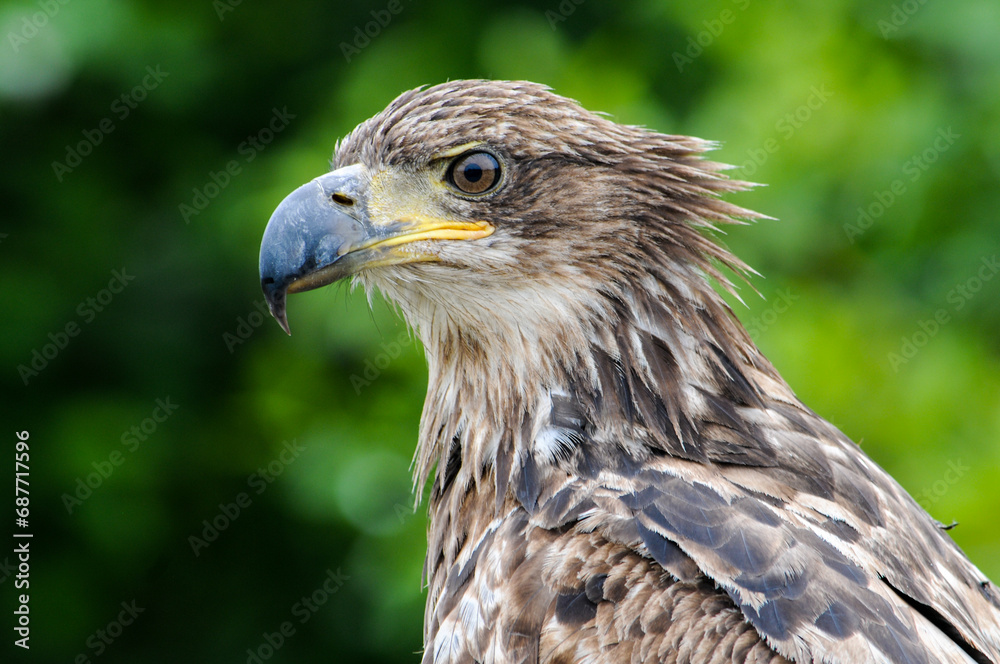 Juvenile Bald Eagle 
