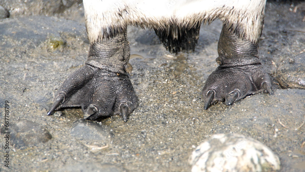 Αυτοκόλλητο King penguin (Aptenodytes patagonicus) feet at Salisbury Plain, South Georgia Is