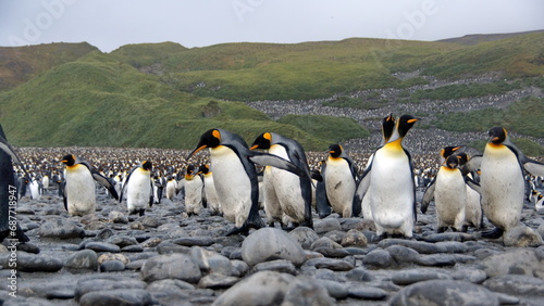 King penguins  Aptenodytes patagonicus  walking at the front of a penguin colony at Salisbury Plain  South Georgia Island