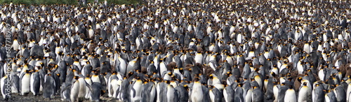 Panorama of a king penguin (Aptenodytes patagonicus) colony at Salisbury Plain, South Georgia Island