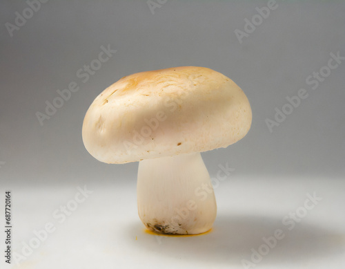 White mushroom studio shot