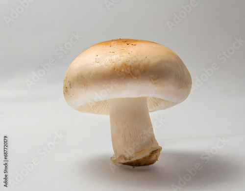 White mushroom studio shot