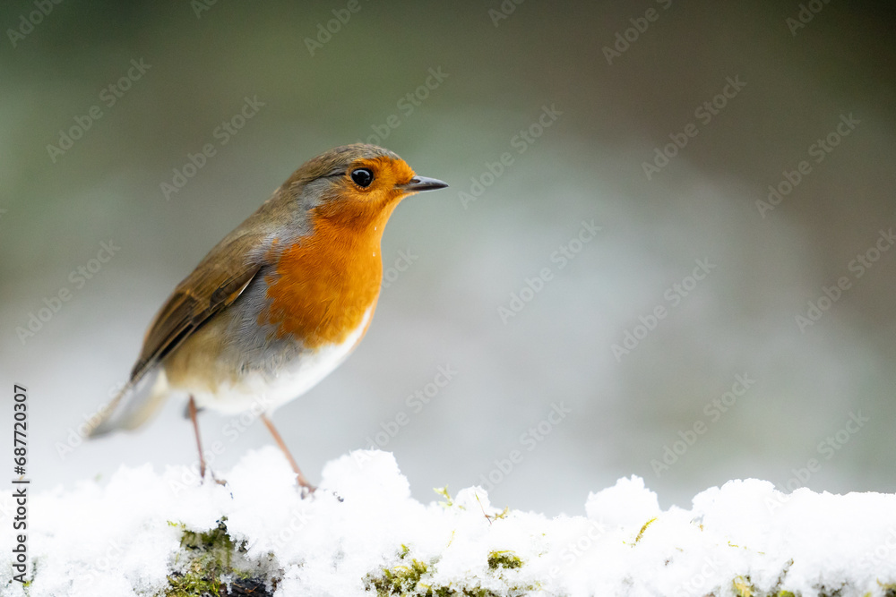Adult Robin (erithacus rubecula) perched on a snowy log with a wintery, white and green background - Yorkshire, UK in Winter
