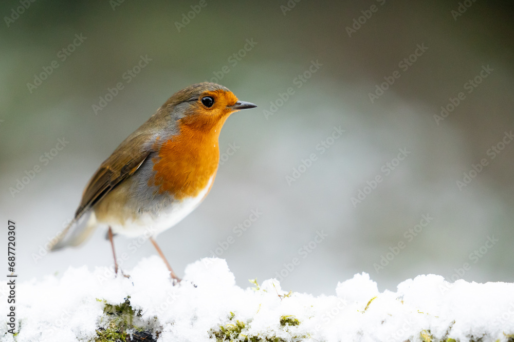 Adult Robin (erithacus rubecula) perched on a snowy log with a wintery, white and green background - Yorkshire, UK in Winter Adult Robin (erithacus rubecula) perched on a snowy log with a wintery, white and green background - Yorkshire, UK in Winter