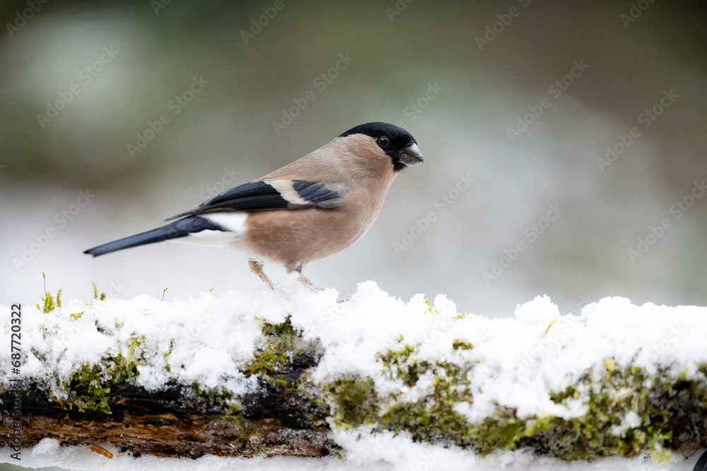 Obraz premium Side profile shot of an adult Female Eurasian Bullfinch (Pyrrhula pyrrhula) perched on a snowy, branch in wintry, garden scene - Yorkshire, UK in December