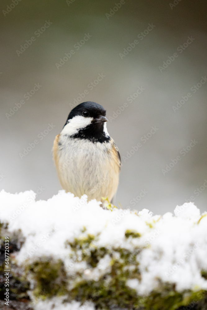 Fototapeta premium Coal Tit (Periparus ater) perched on a snowy log in Winter. Yorkshire, UK, December