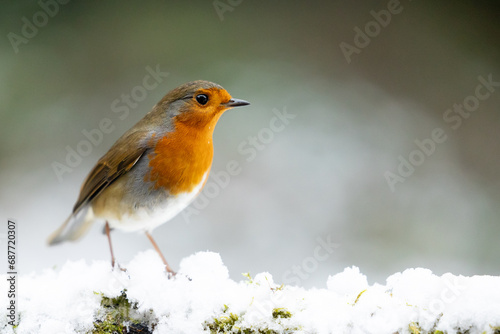 Adult Robin (erithacus rubecula) perched on a snowy log with a wintery, white and green background - Yorkshire, UK in Winter © Helen
