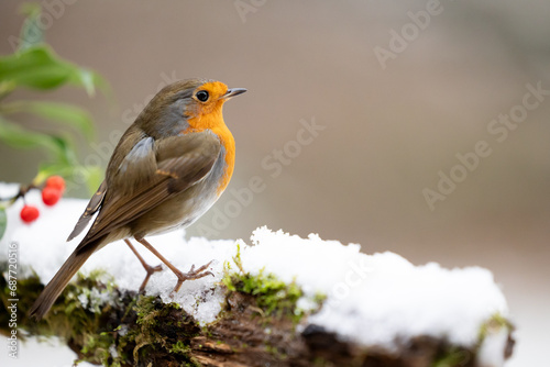 Adult Robin (erithacus rubecula) perched on a snowy log with a wintery, white background - Yorkshire, UK in Winter