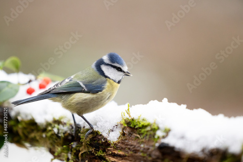 Vibrant blue and yellow Blue Tit (Cyanistes caeruleus) perched on a snowy log in Winter. Yorkshire, UK, December