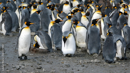 King penguin (Aptenodytes patagonicus) colony at Salisbury Plain, South Georgia Island photo