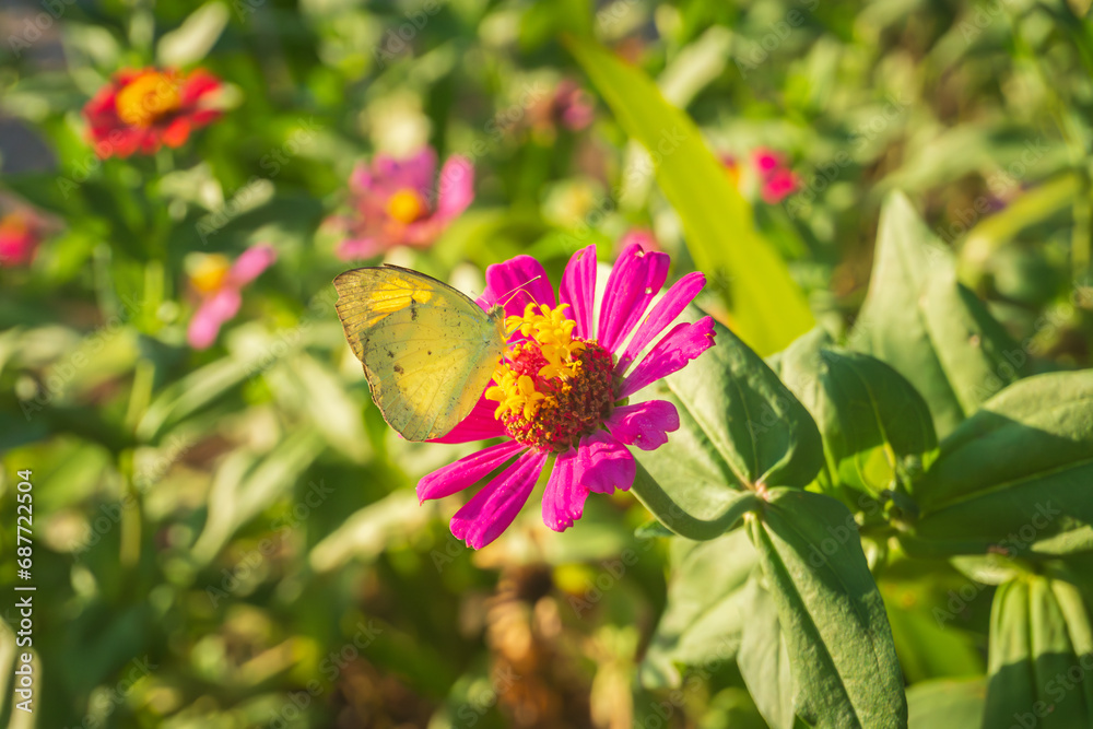 Obraz premium Close up of yellow butterfly (lemon Emigrant or Common Emigrant Butterfly) on pink flower (elegant zinnia flower) with blurred green garden background