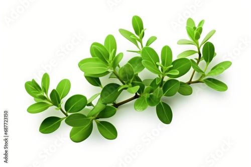Thyme leaves icon on white background 