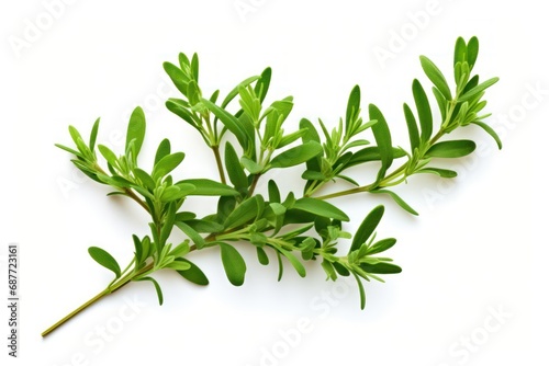 Thyme leaves icon on white background